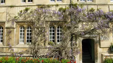 jesus college  second quad wisteria april 2009