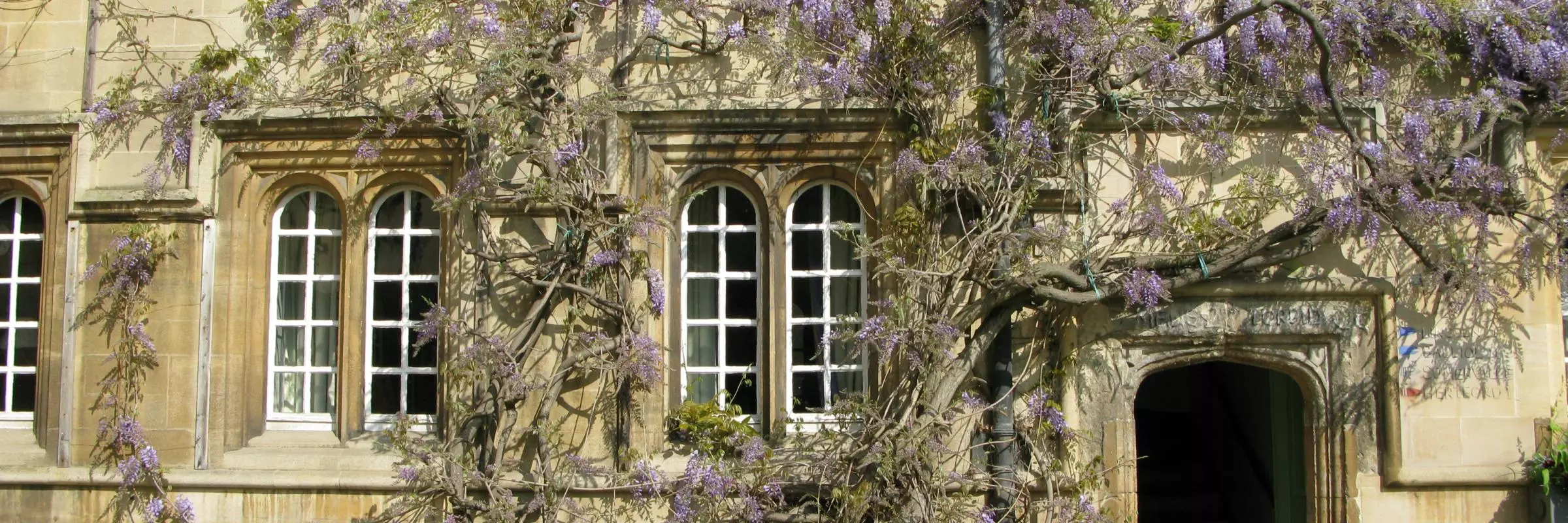 jesus college  second quad wisteria april 2009